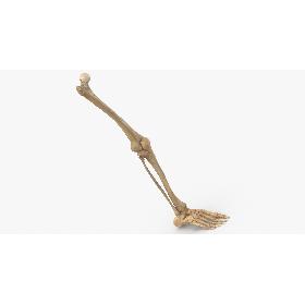 3D model Real Human Leg Bones Anatomy 01
